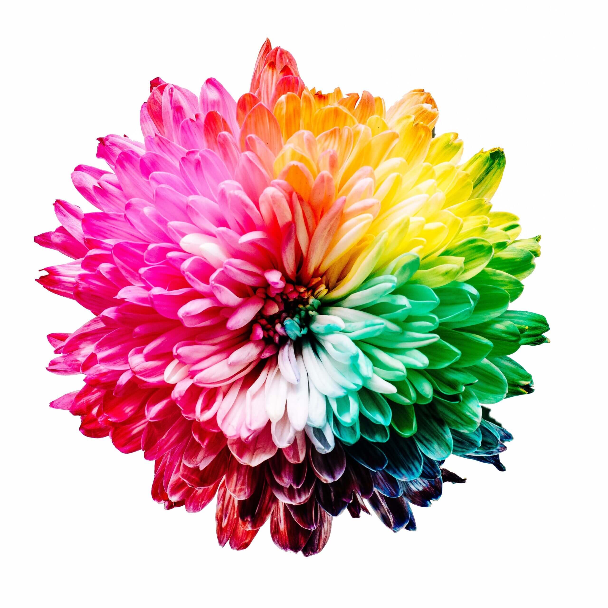 fleur multi-couleur